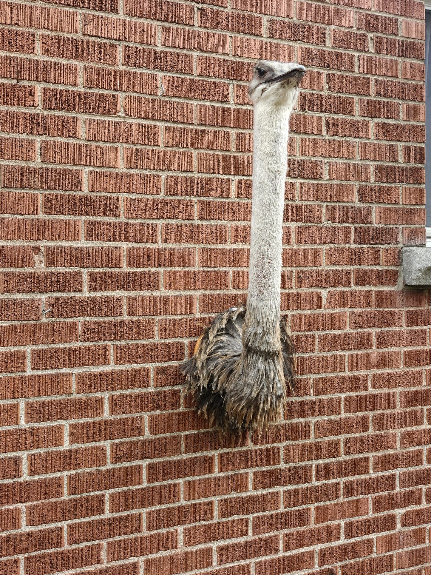 Ostrich taxidermy