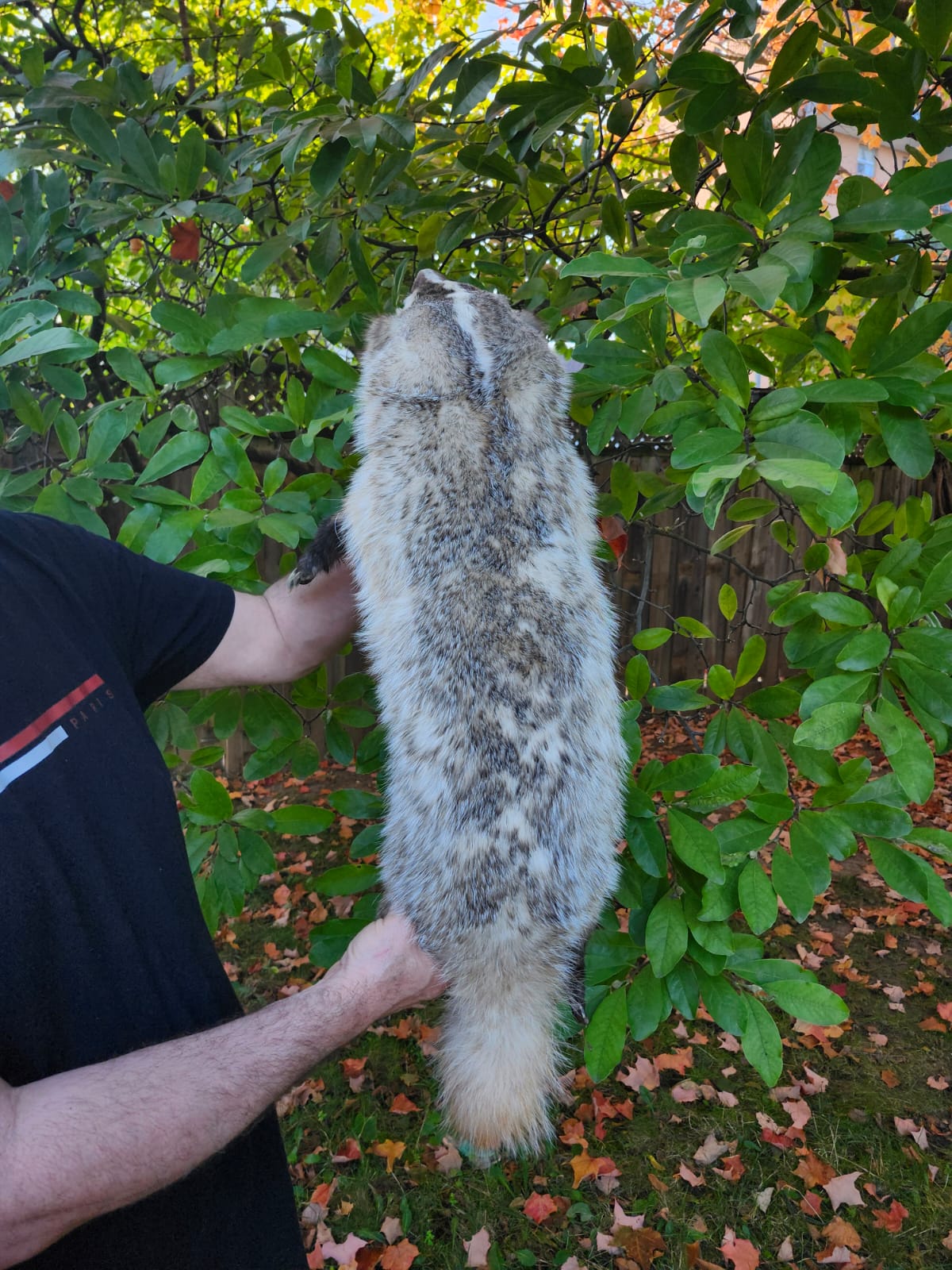 Large soft mount badger taxidermy
