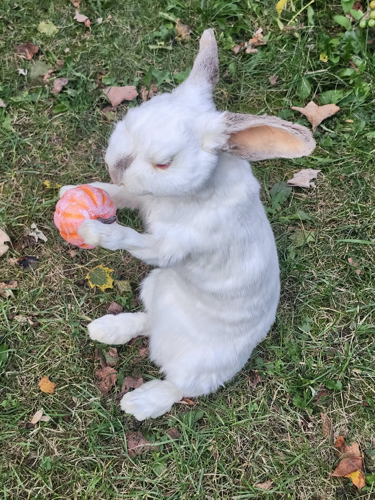 Fully Posable soft mount white rabbit taxidermy