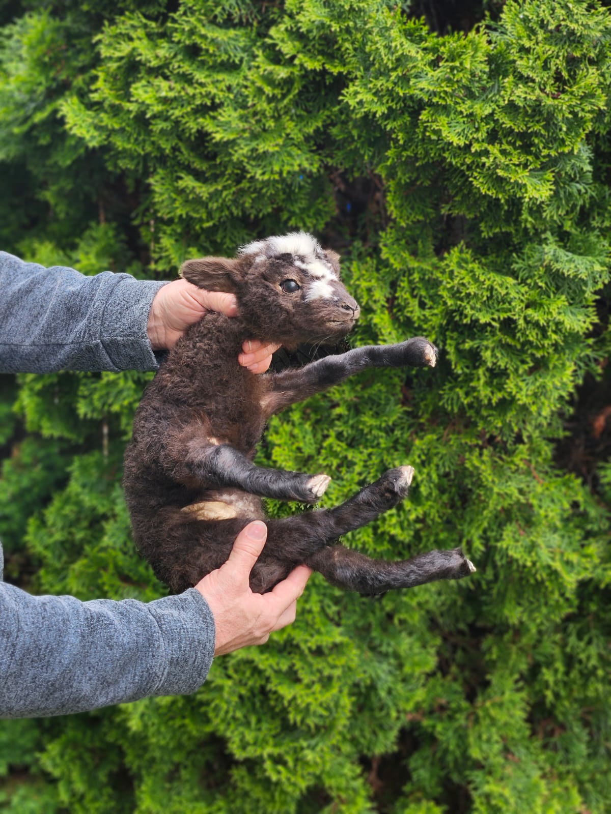 Floppy soft mount baby lamb taxidermy,  goat, sheep