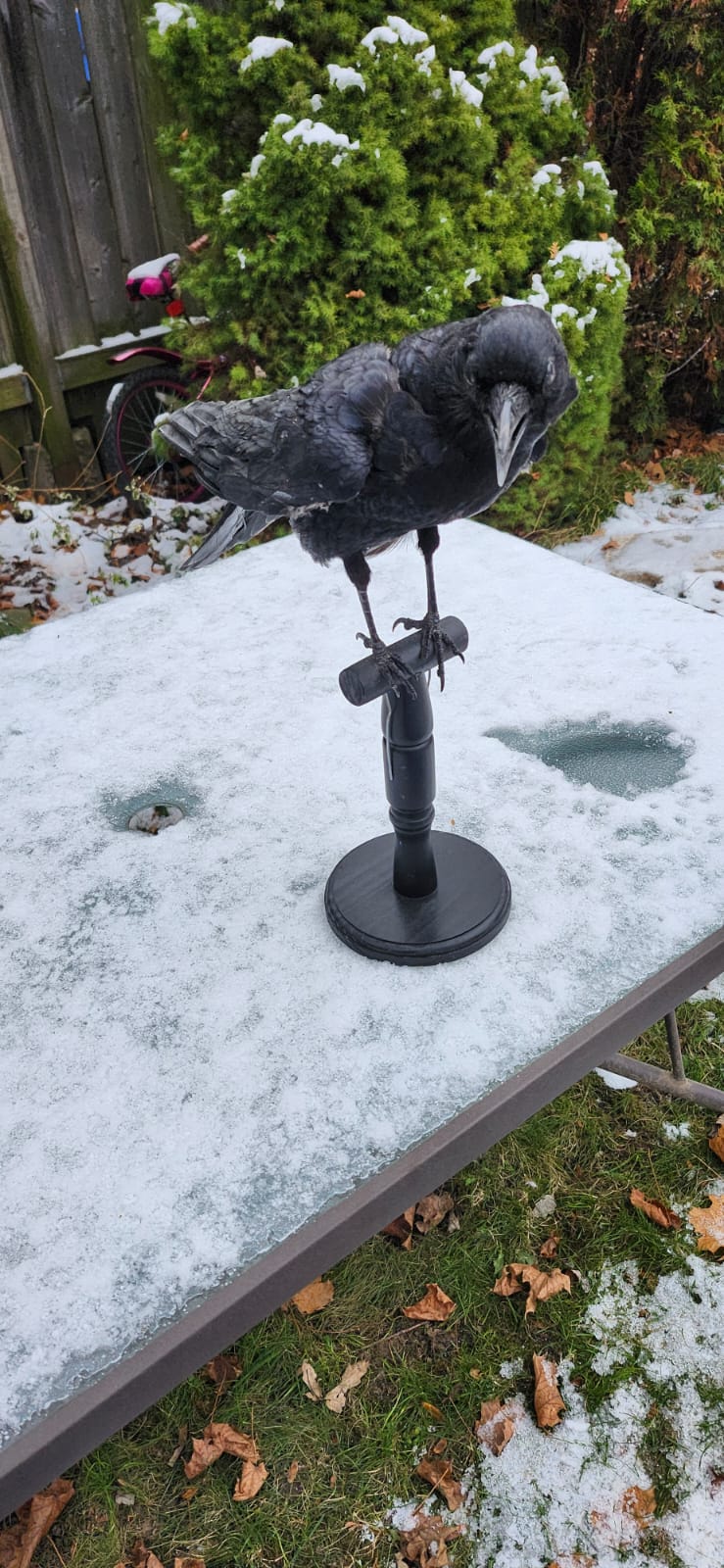 Standing carrion crow taxidermy