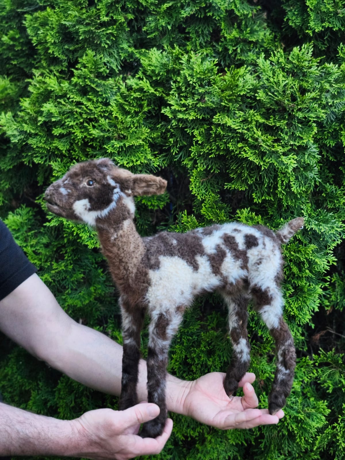 Fully Posable soft mount baby lamb taxidermy, goat, ram, sheep