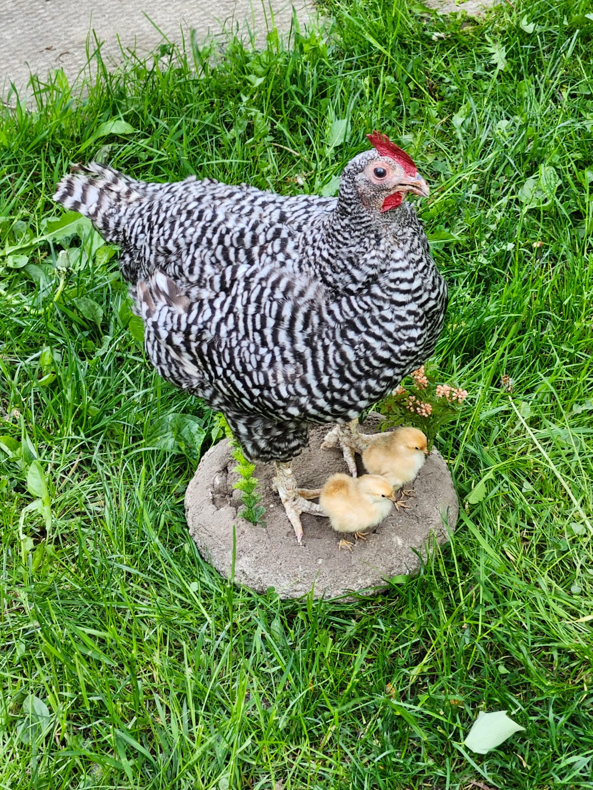 Chicken taxidermy with her chicks