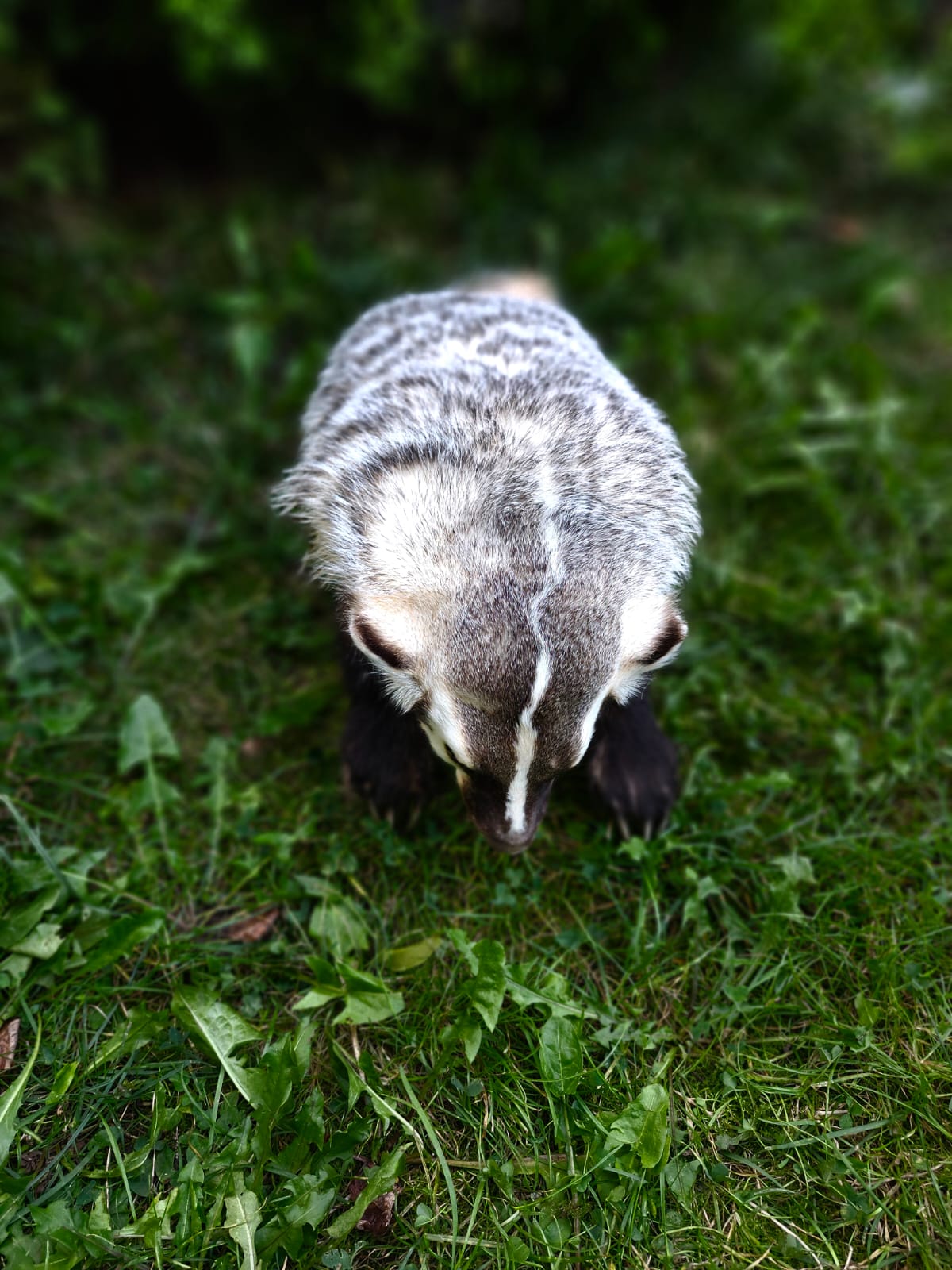 Fully Posable soft mount badger taxidermy