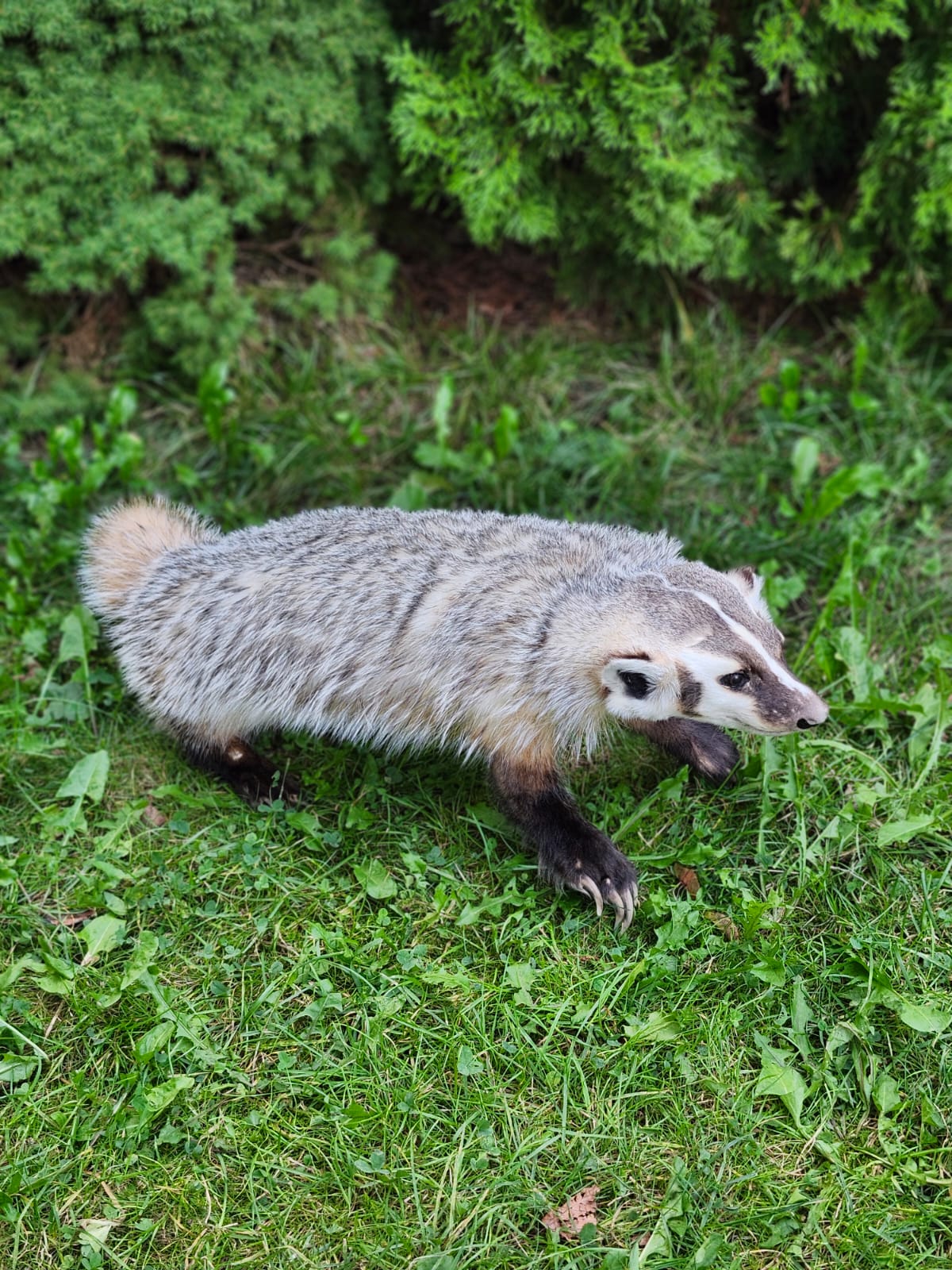Fully Posable soft mount badger taxidermy
