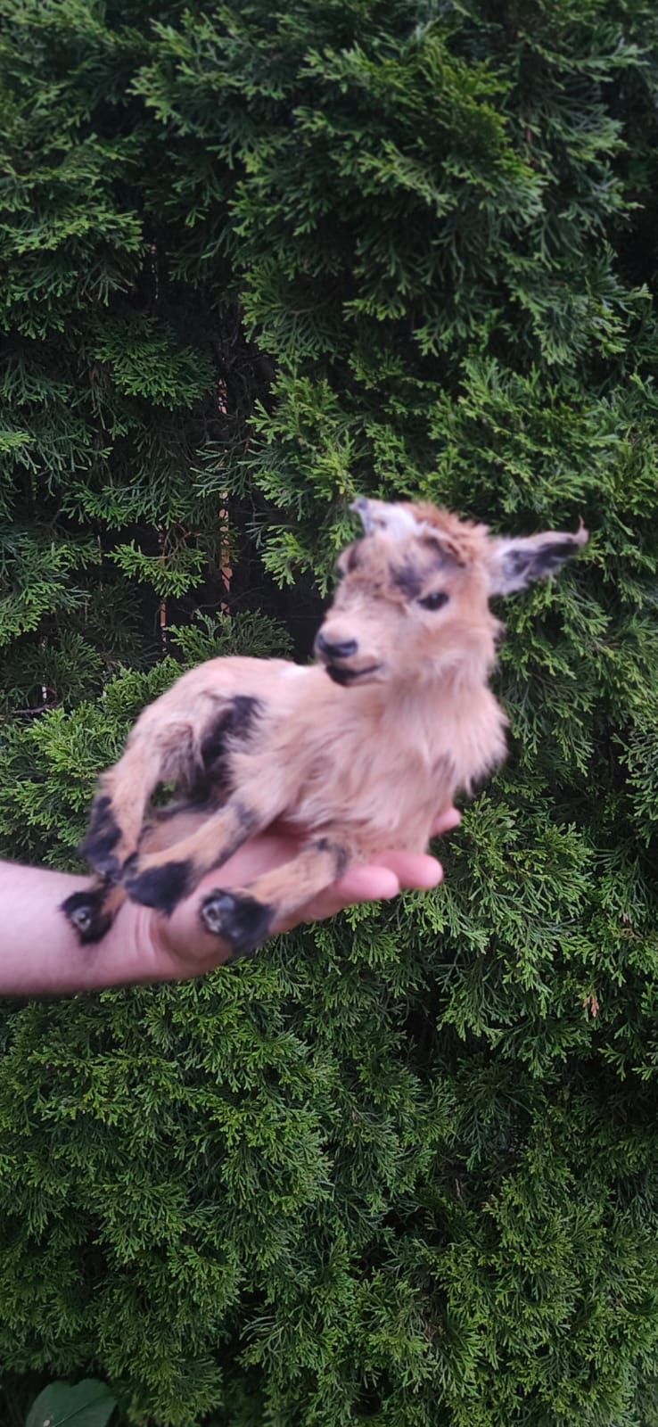 Fully Posable soft mount baby goat, lamb, sheep taxidermy