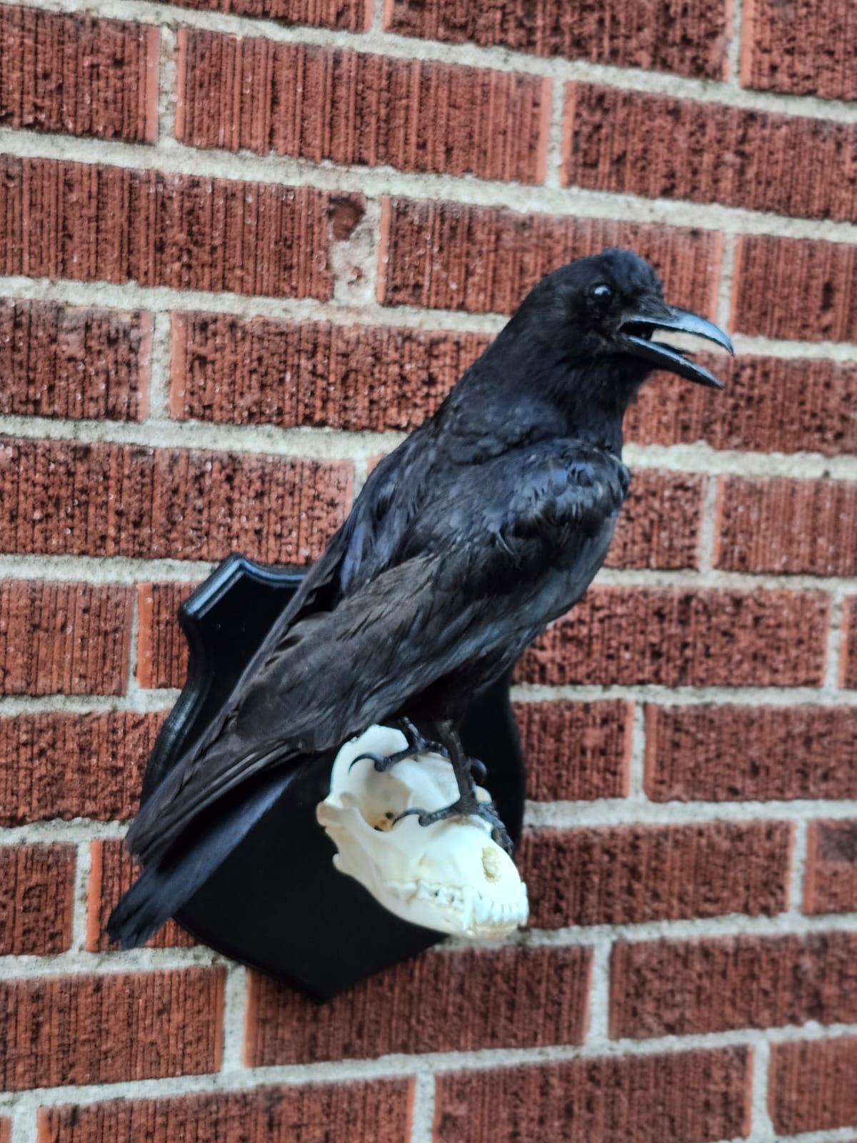 Wall mounted Carrion Crow taxidermy standing on a coyote skull