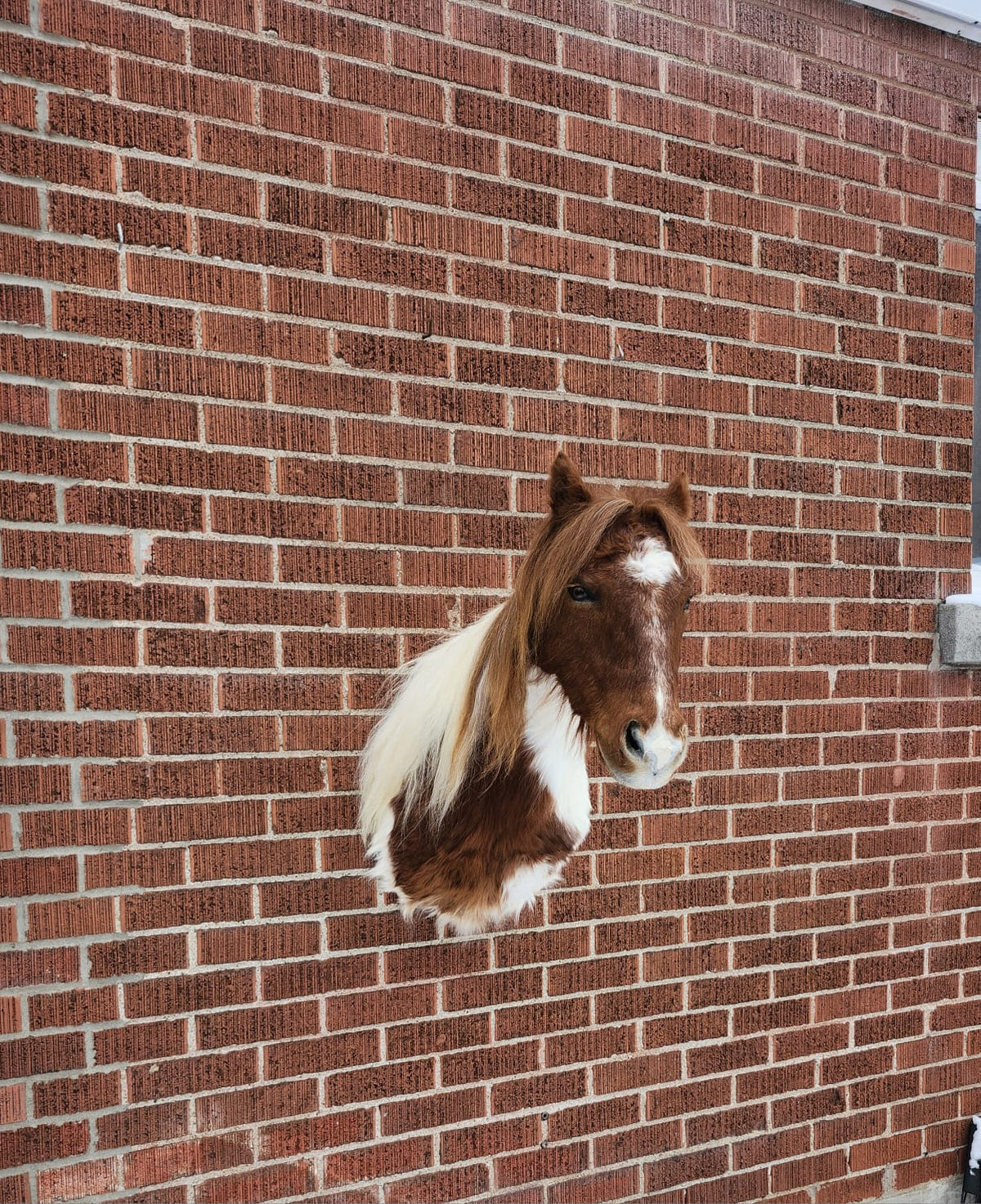 Shoulder mount brown and white horse taxidermy