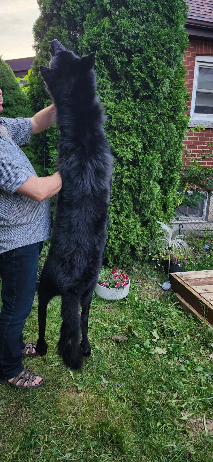 Floppy soft mount black wolf taxidermy