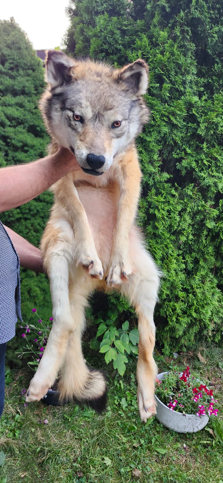 Floppy soft mount wolf taxidermy