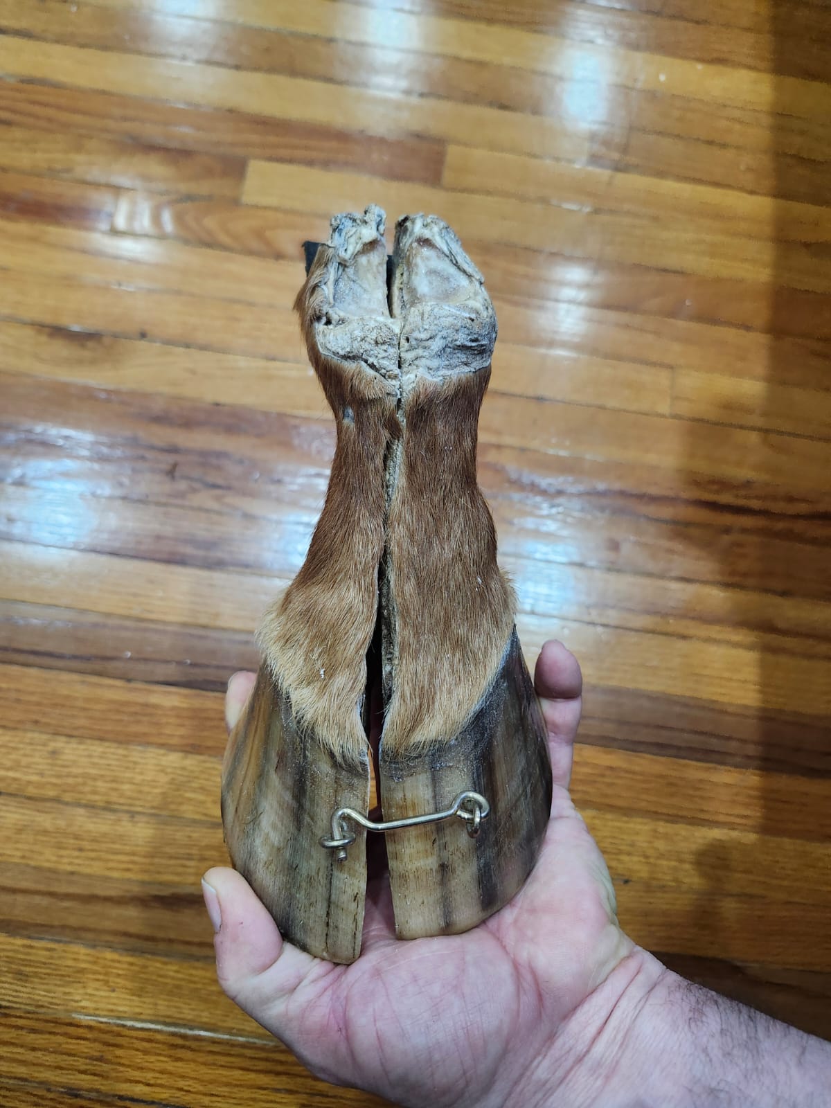 Educational horse hoof taxidermy