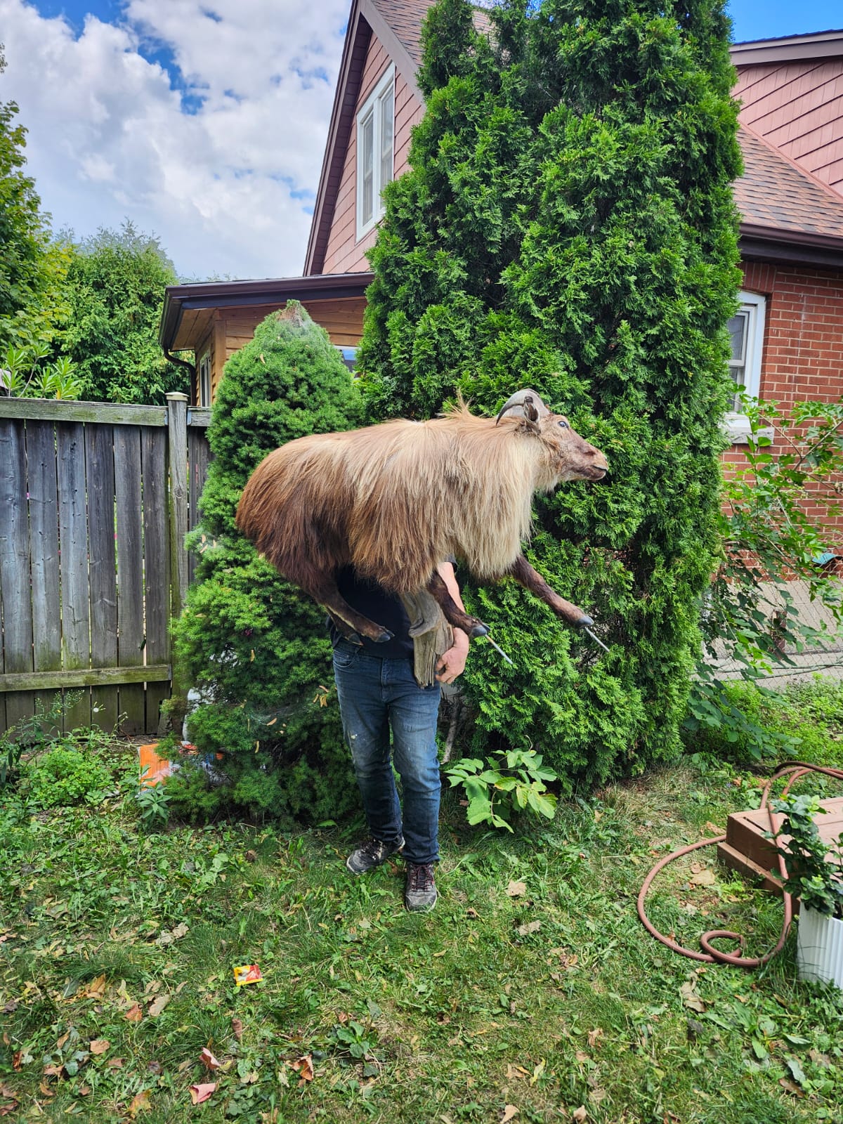 Wall mounted full body goat