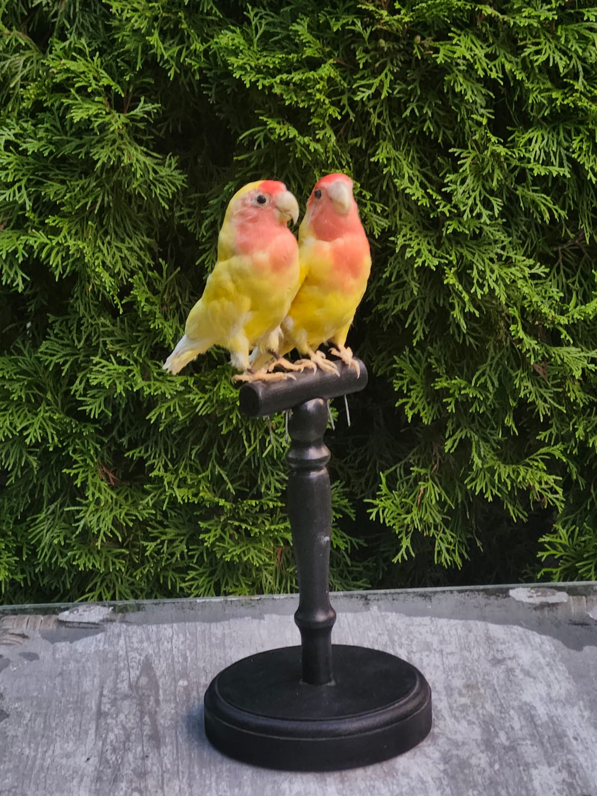 A pair of rosy faced lovebirds taxidermy