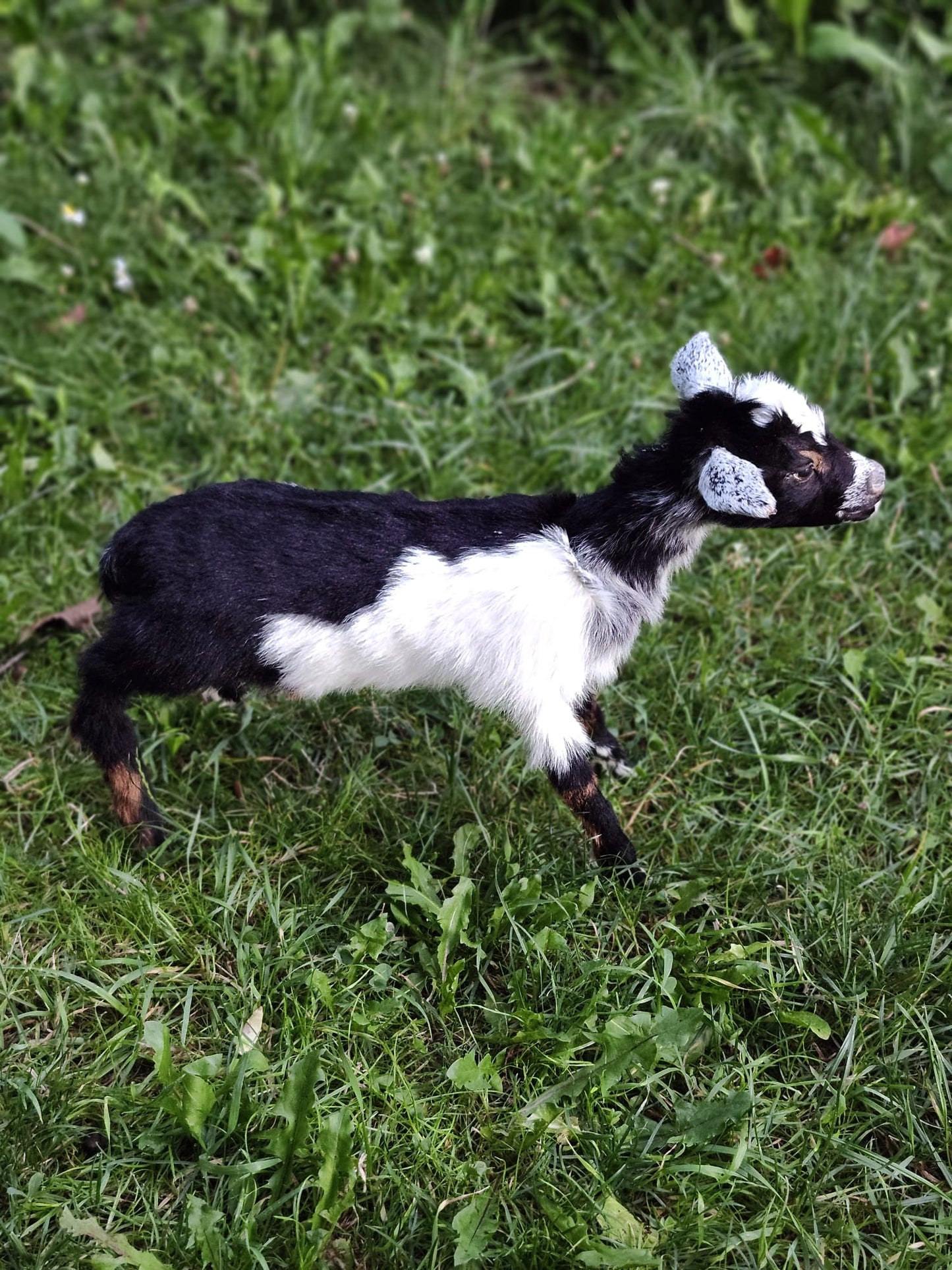 Fully posable soft mount baby goat taxidermy