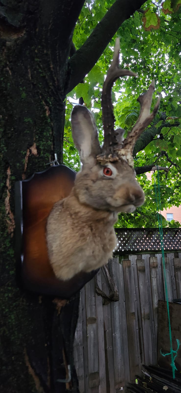 Shoulder mount brown jackalope taxidermy