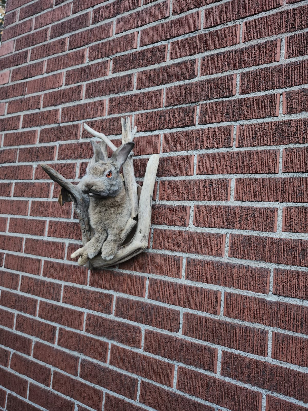 Shoulder mount rabbit / bunny / jackalope taxidermy