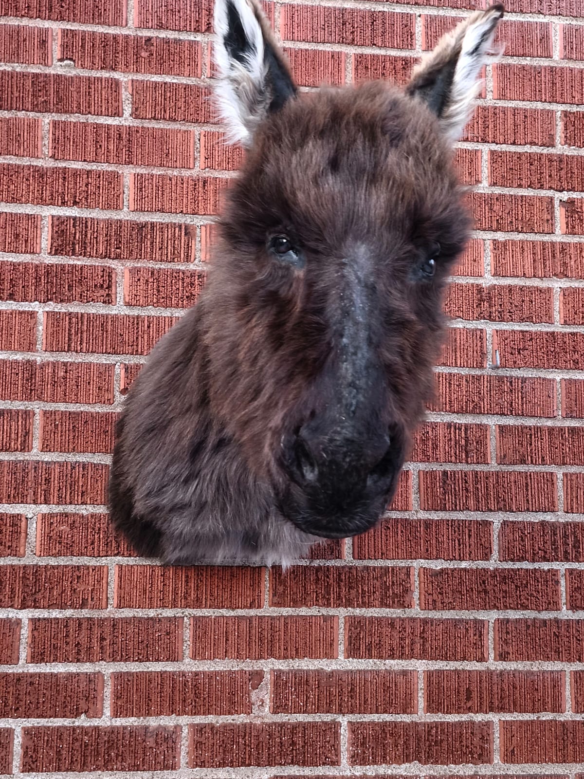 Shoulder mount donkey taxidermy