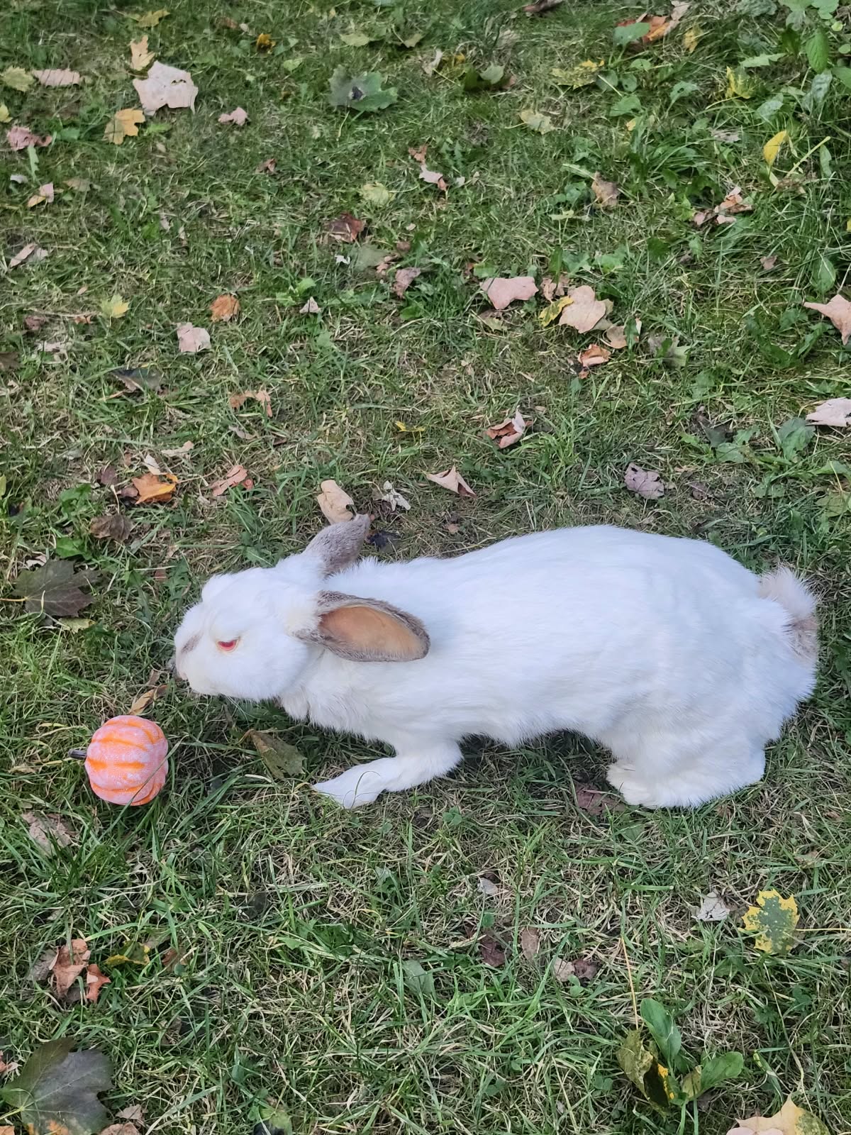 Fully Posable soft mount white rabbit taxidermy