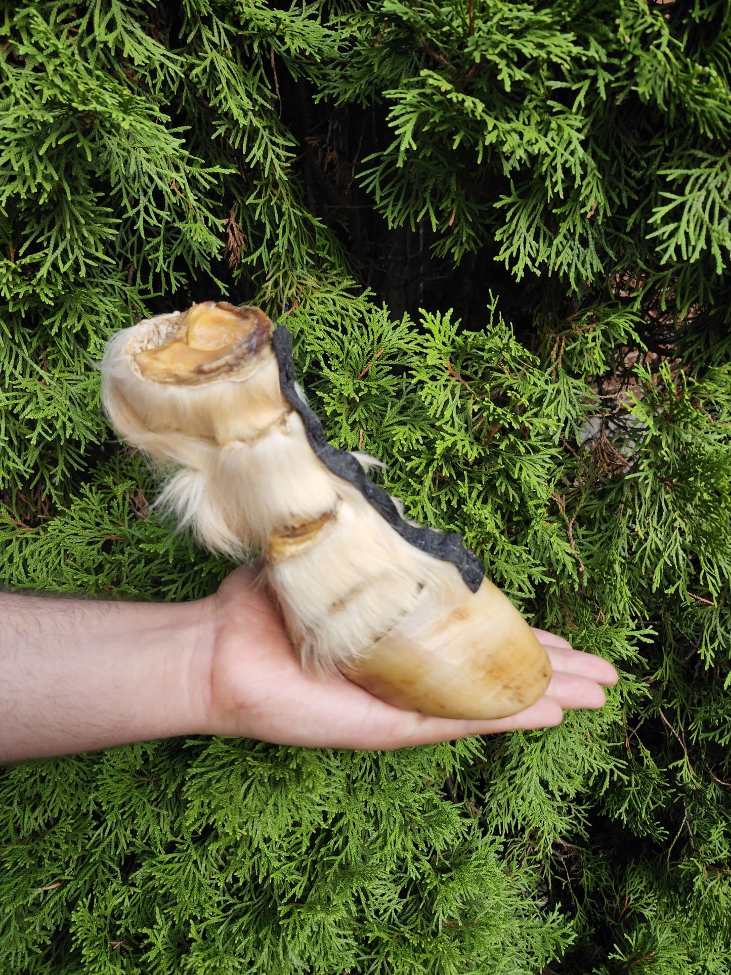 Educational horse hoof taxidermy