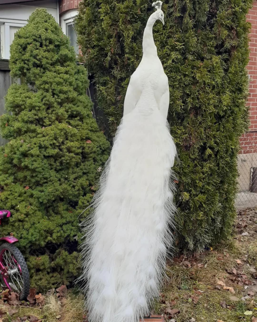 White full tail peacock taxidermy