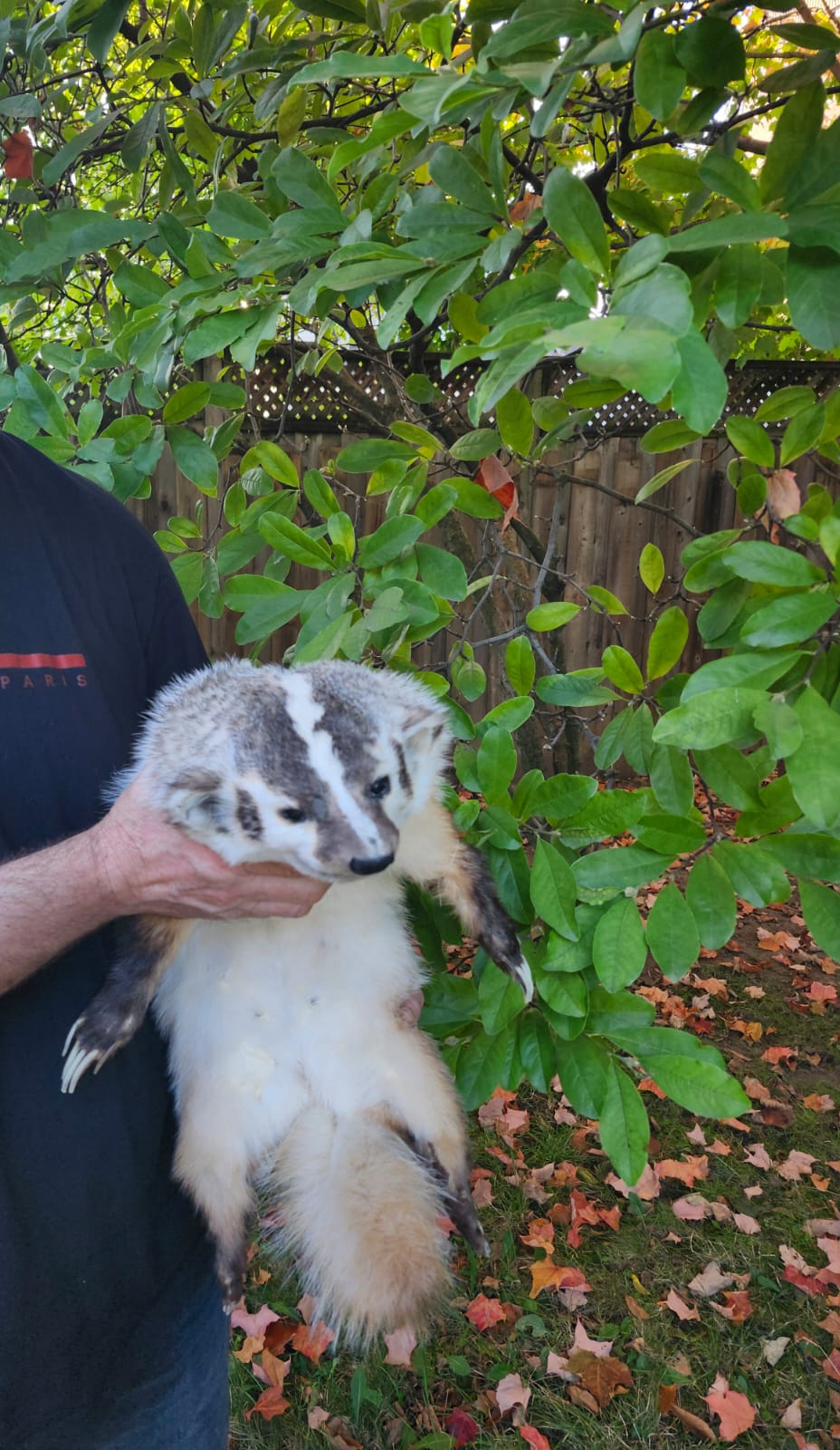 Large soft mount badger taxidermy