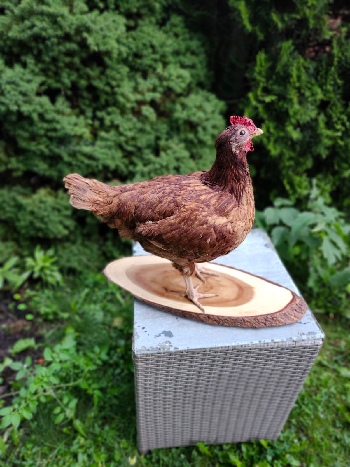 Chicken, rooster, hen taxidermy