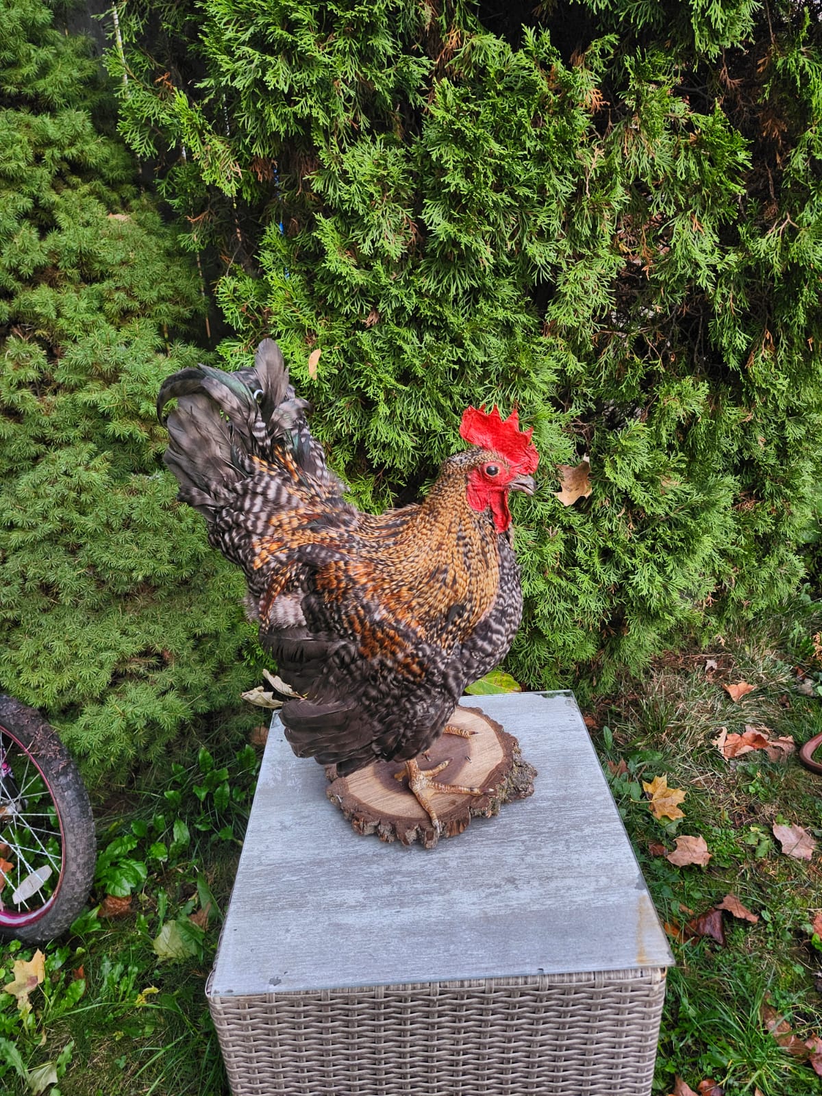 Standing rooster taxidermy, chicken taxidermy
