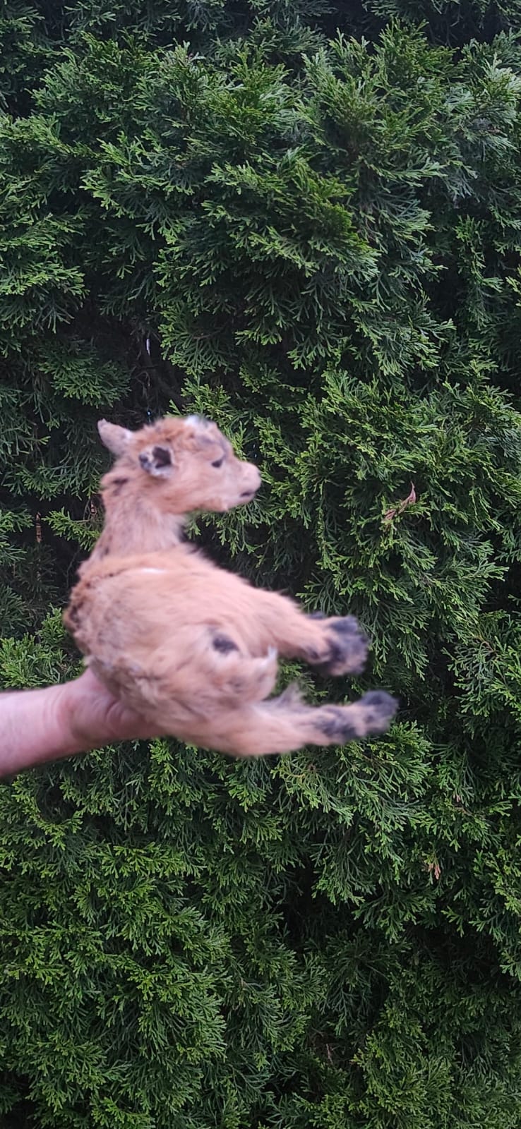 Fully Posable soft mount baby goat, lamb, sheep taxidermy