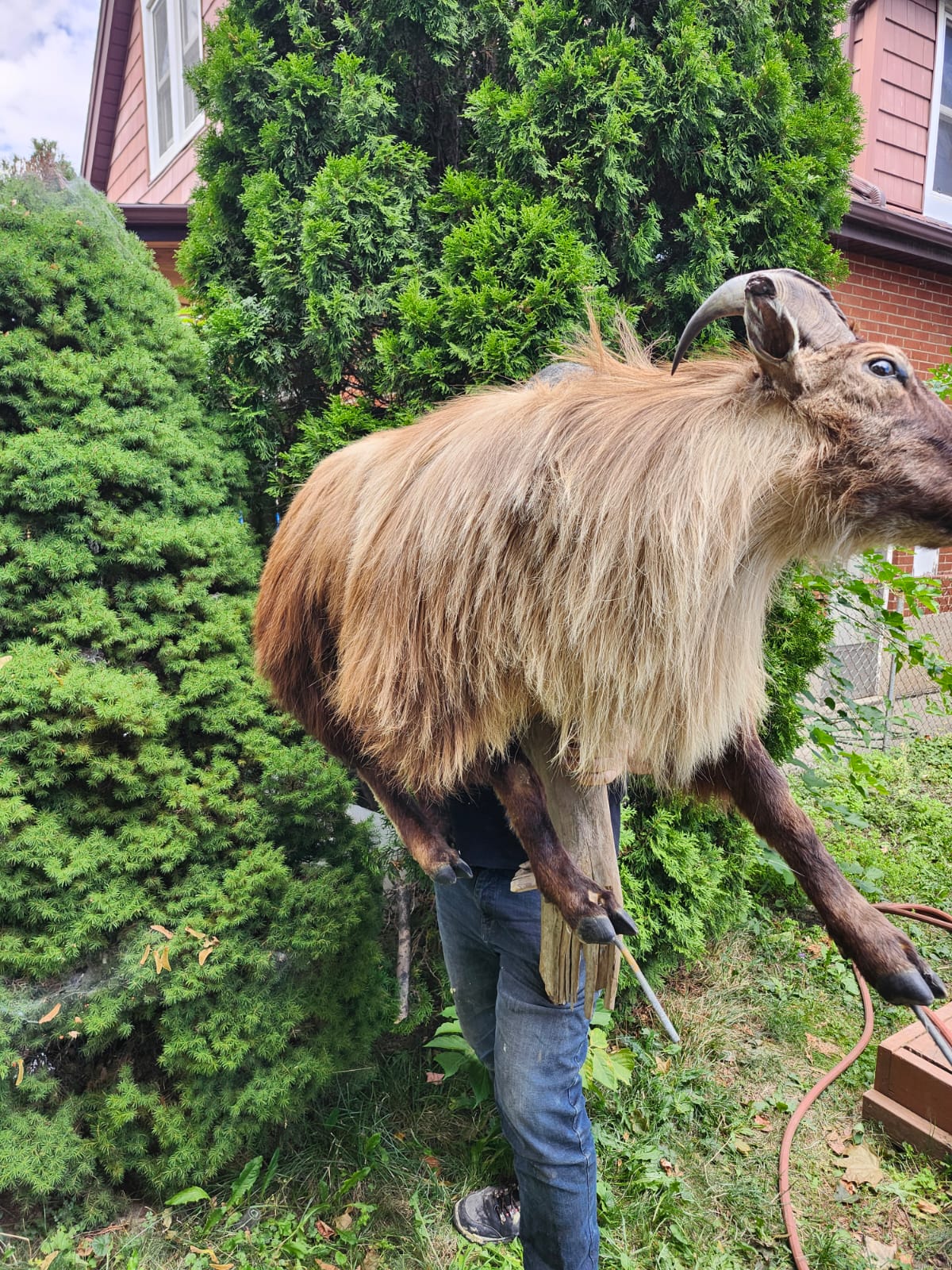 Wall mounted full body goat