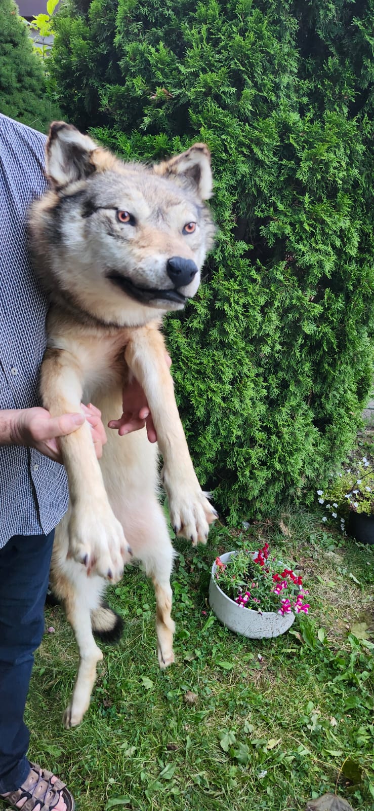 Floppy soft mount wolf taxidermy