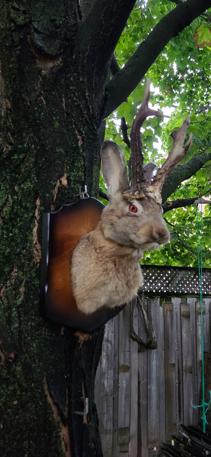 Shoulder mount brown jackalope taxidermy