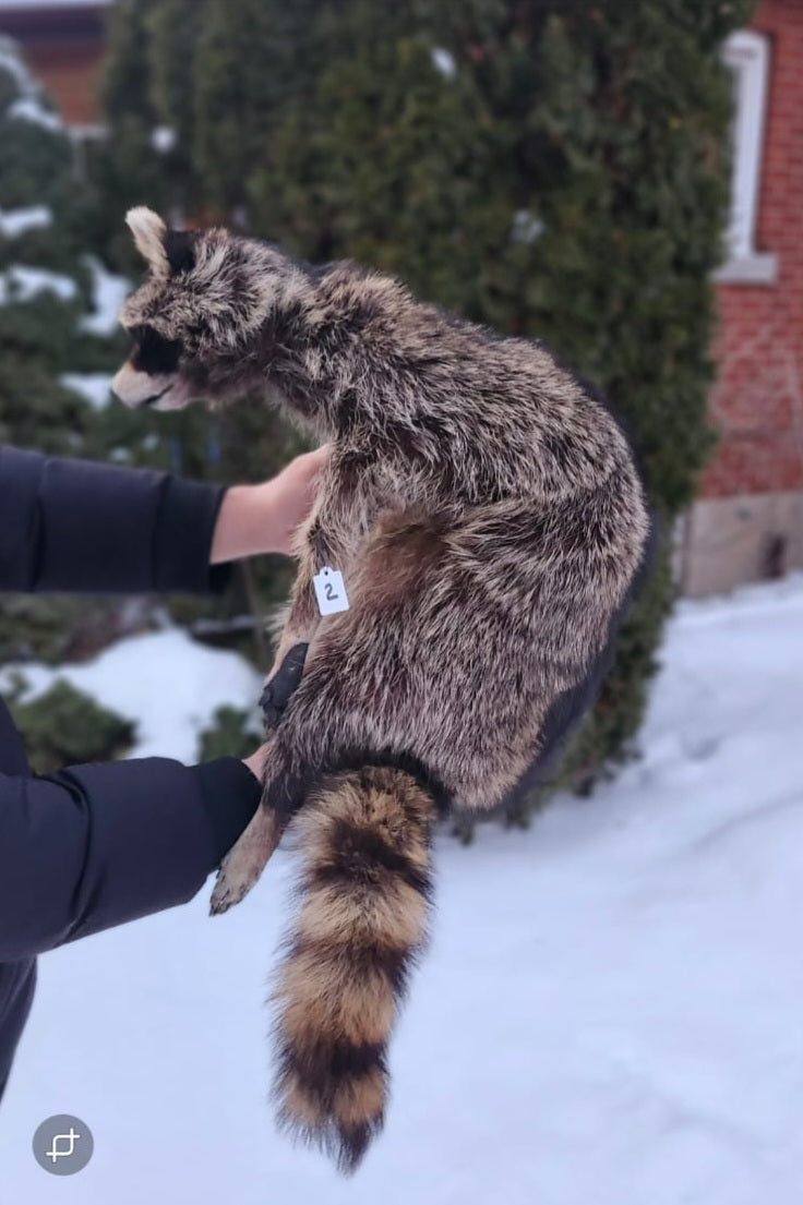 XXL soft mount raccoon taxidermy
