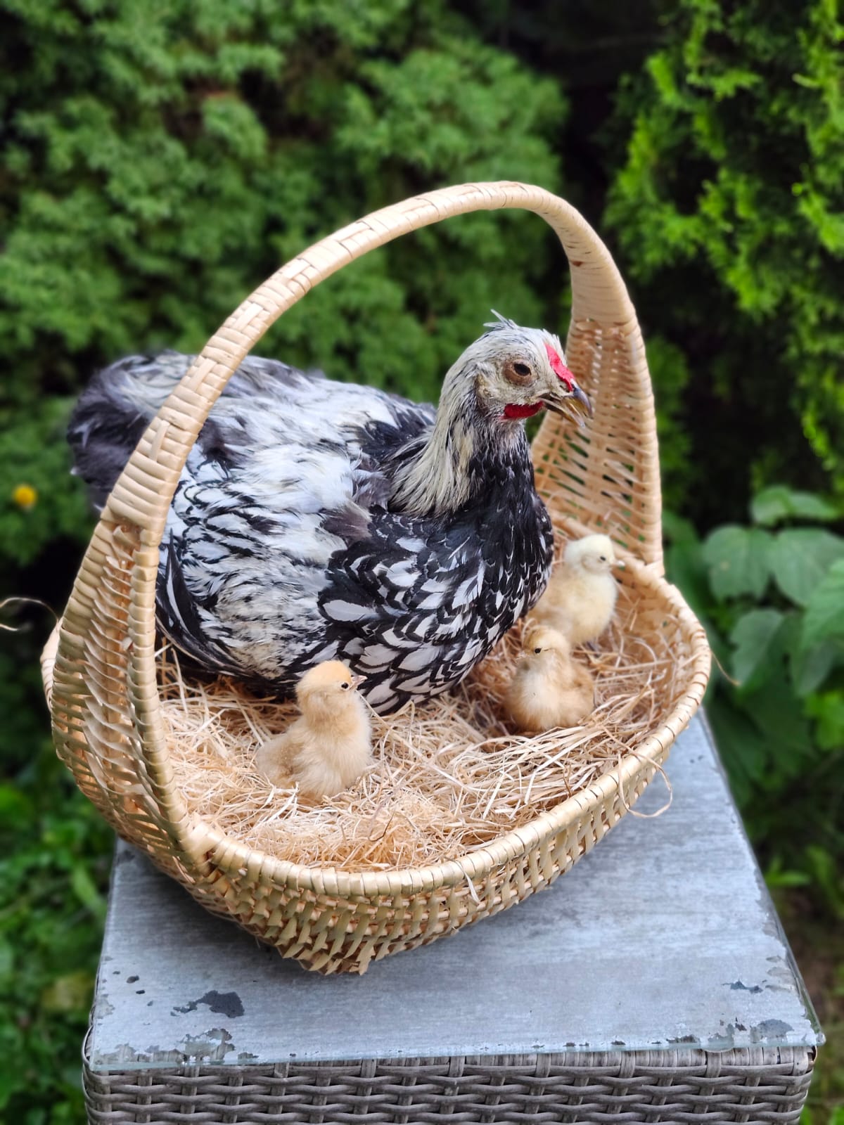 Chicken, rooster, hen taxidermy sitting in a basket with her three chicks