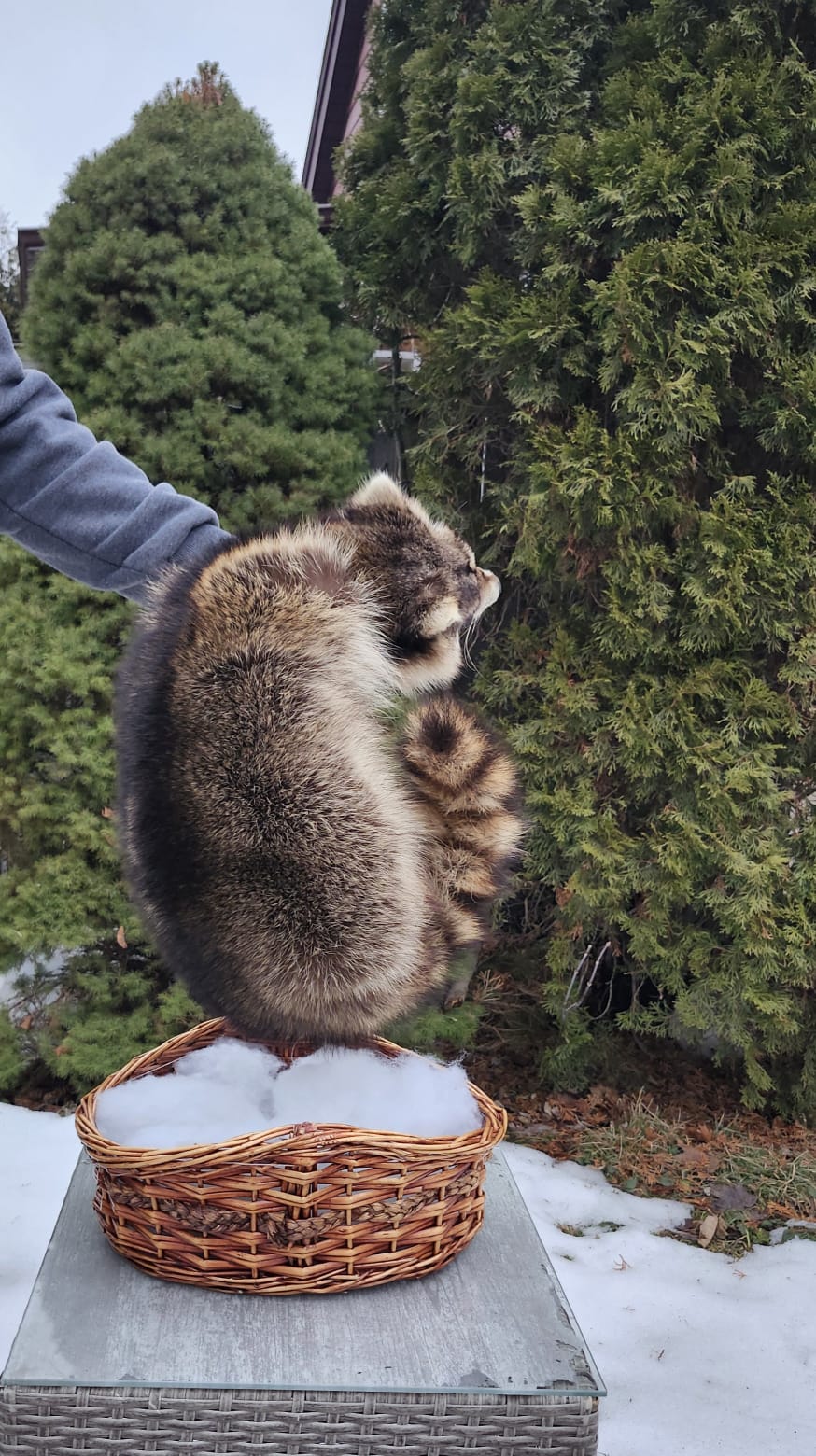 Raccoon taxidermy sitting in a basket