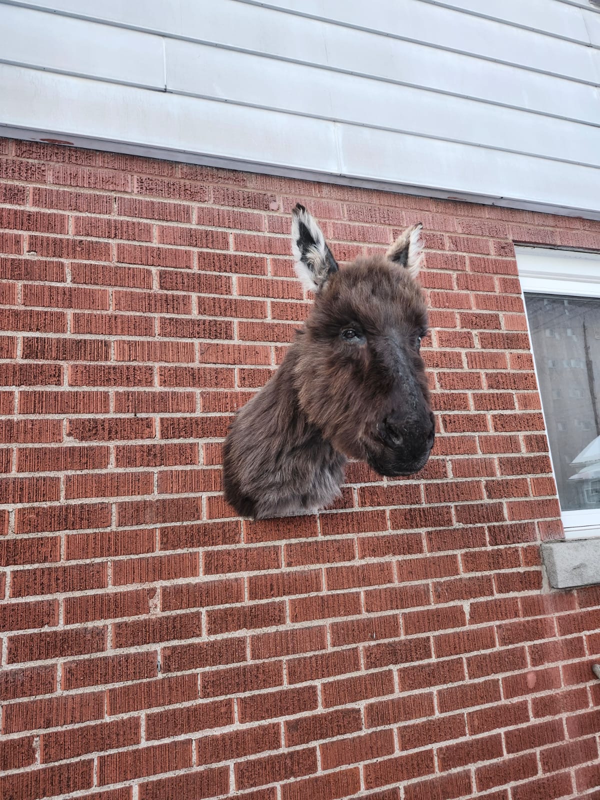 Shoulder mount donkey taxidermy