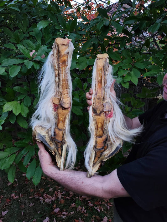 Large educational horse hoof taxidermy