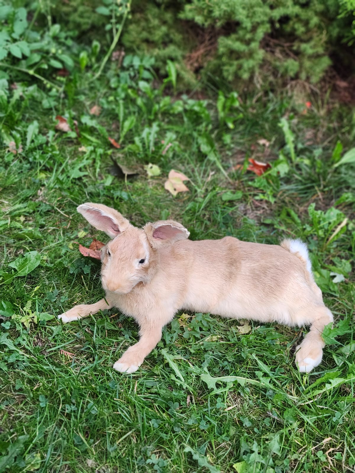 Fully posable soft mount brown orang rabbit taxidermy