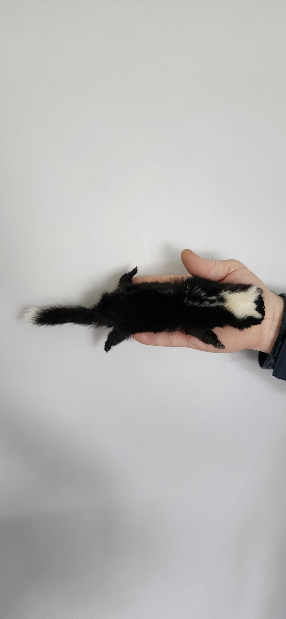 Floppy soft mount baby skunk taxidermy