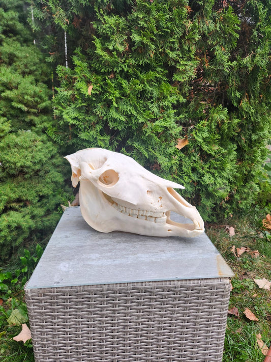 Donkey skull taxidermy