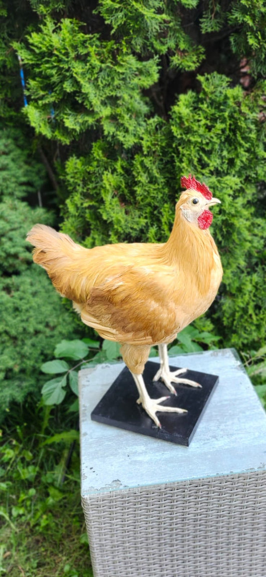 XL nice blond rooster Taxidermy, chicken