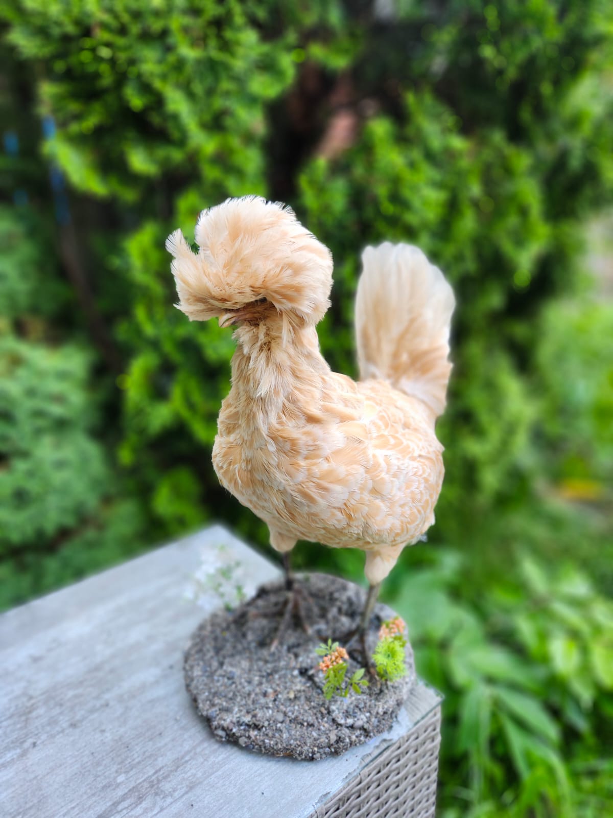 Chicken rooster taxidermy