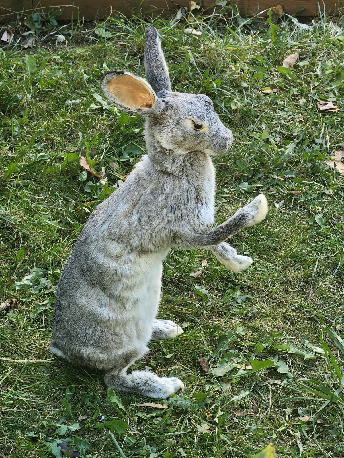 Fully Posable soft mount gray rabbit taxidermy