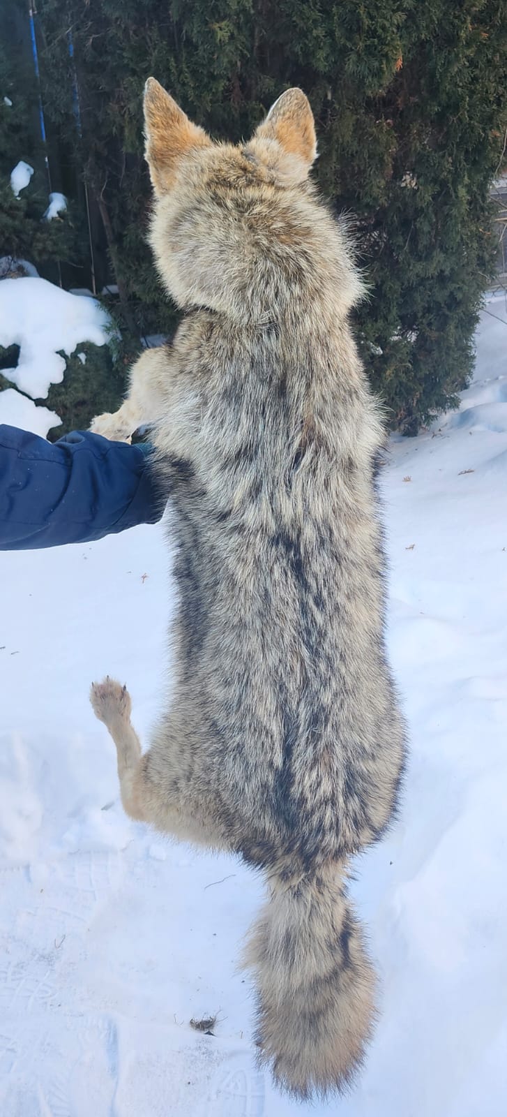 Pose-able soft mount coyote taxidermy