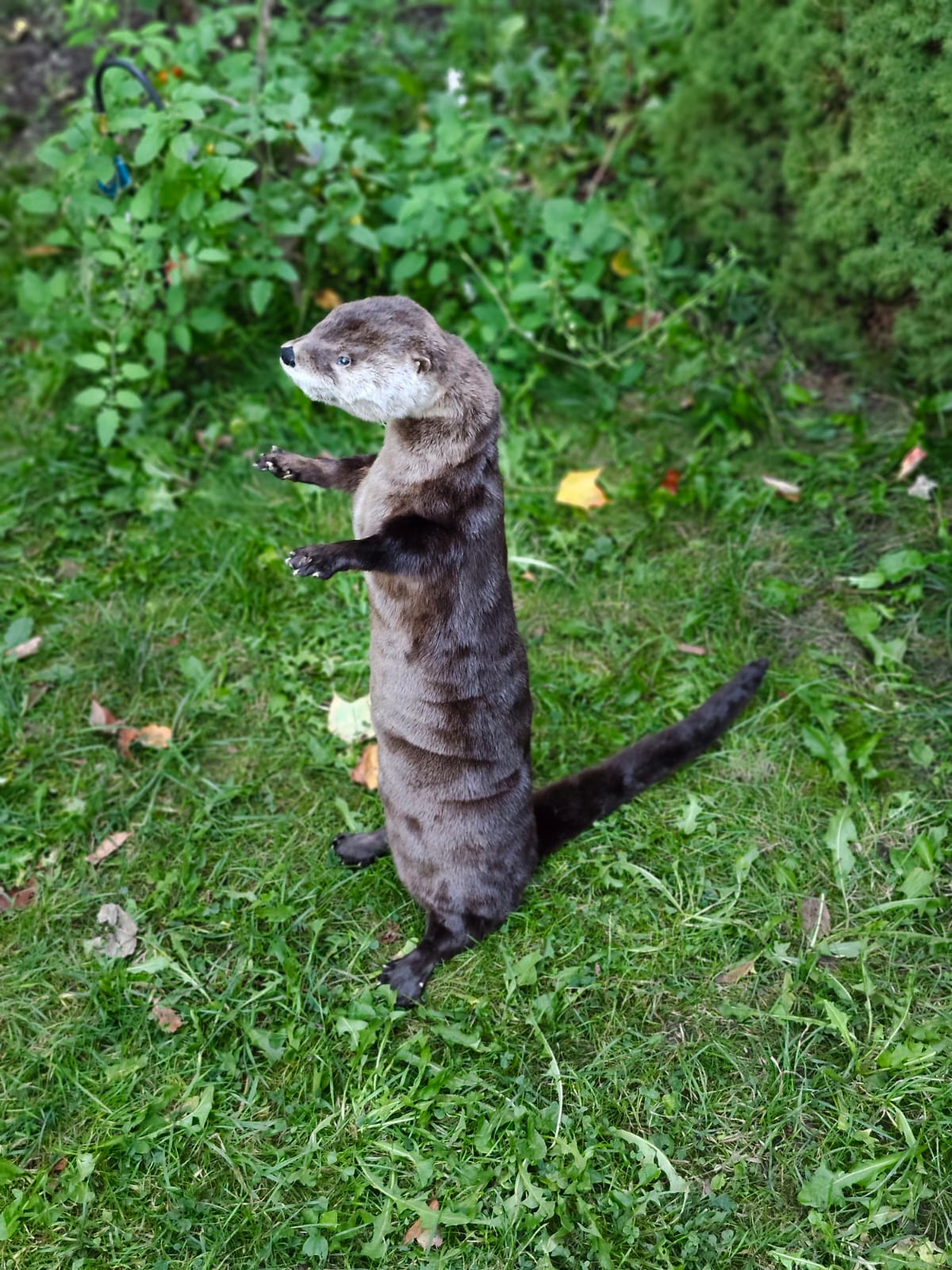 Fully Posable soft mount river otter taxidermy