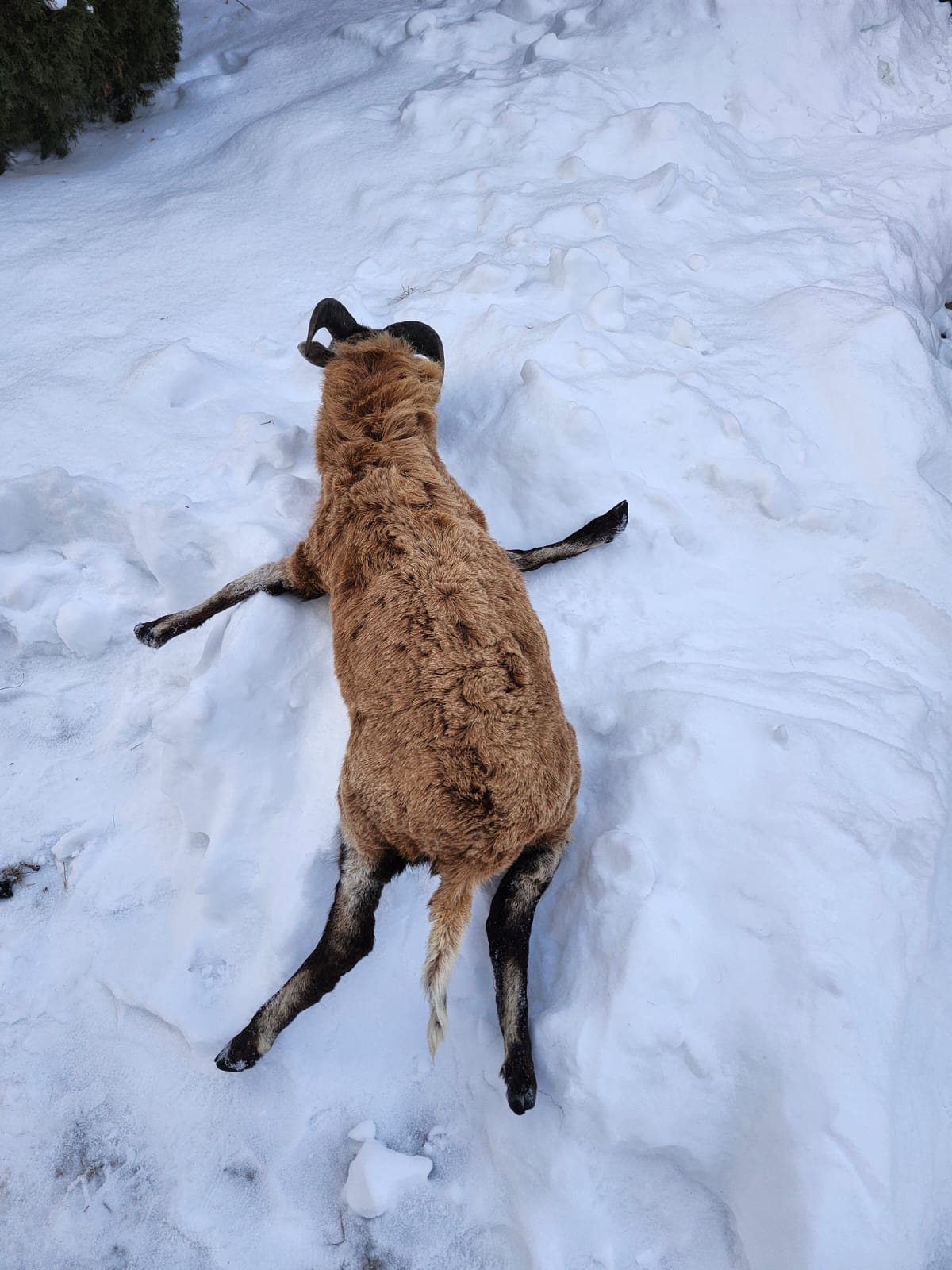 Soft mount blackbelly sheep taxidermy
