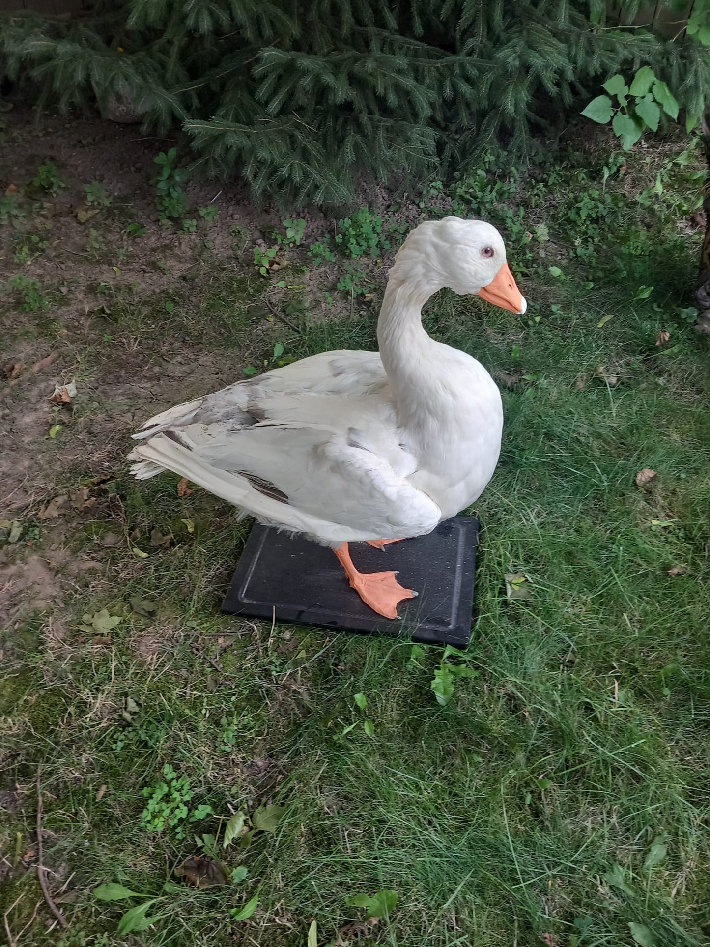 White goose taxidermy
