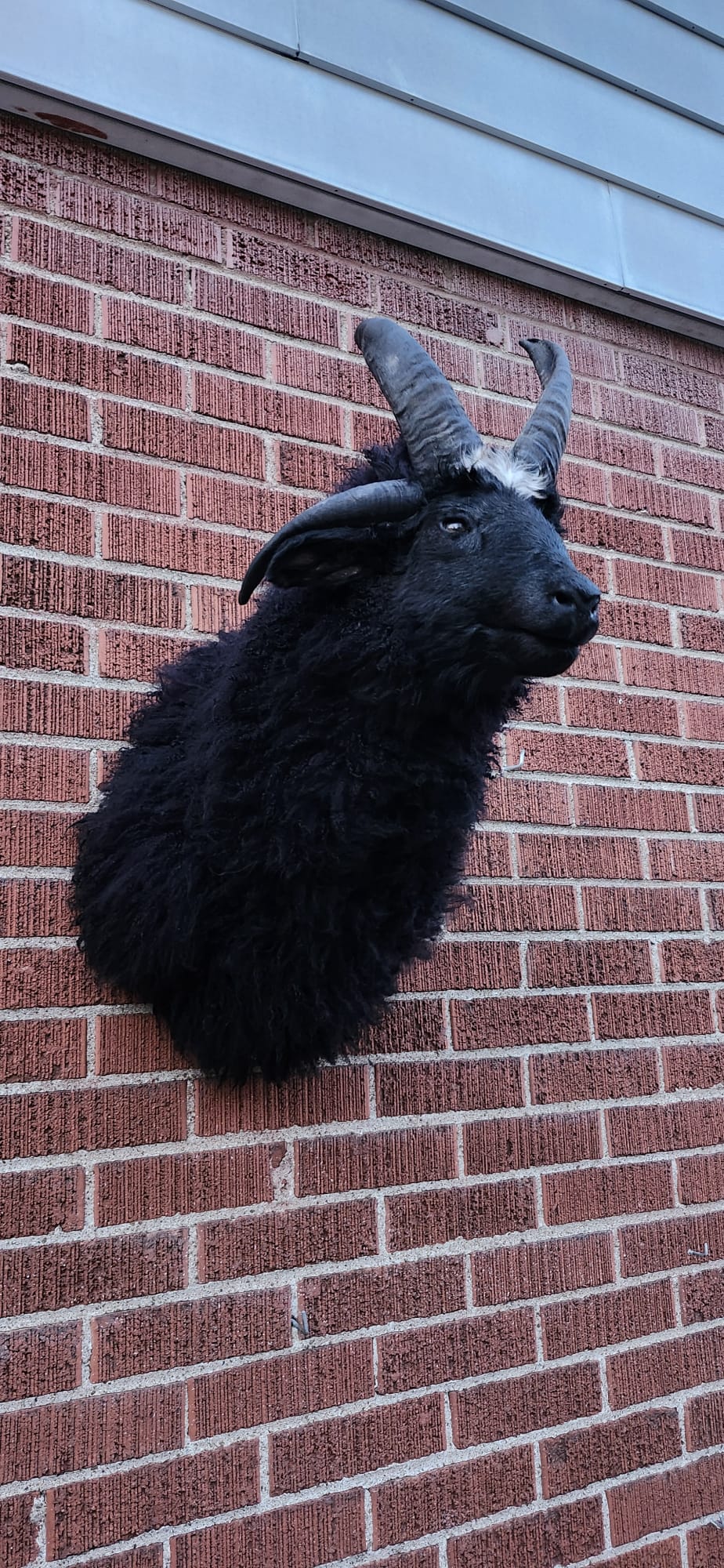 Shoulder mount four horned black jacob sheep taxidermy