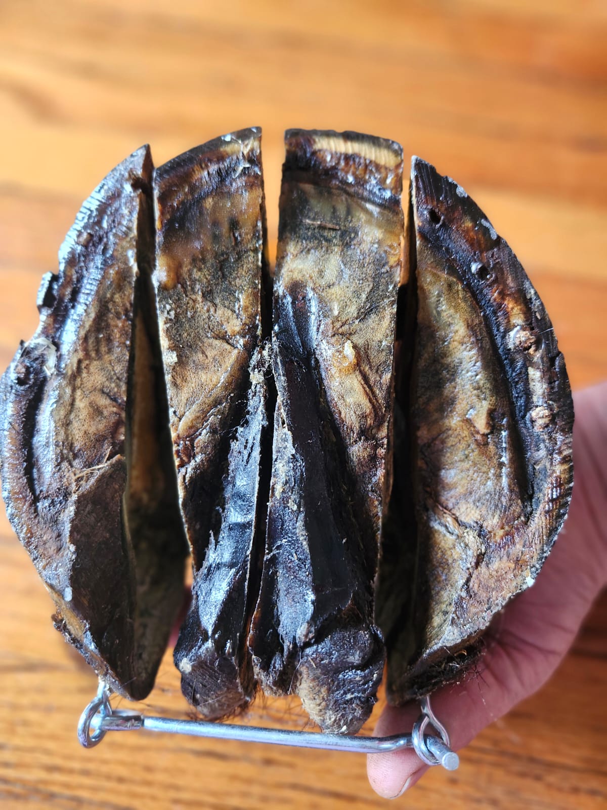 Educational horse hoof taxidermy