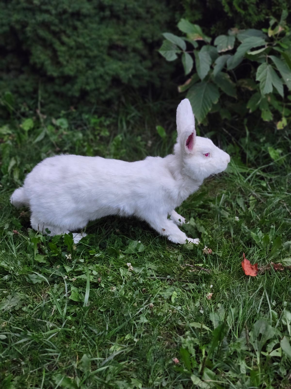 Fully posable XXL soft mount white rabbit taxidermy