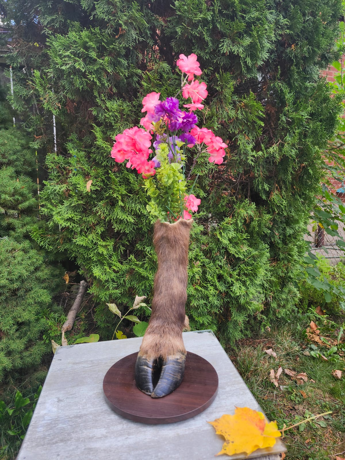 Bison / buffalo hoof taxidermy